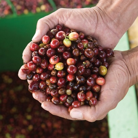 From Bean to Cup　未来につながるエシカルなコーヒー